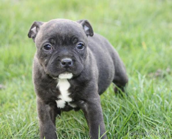 chiot Staffordshire Bull Terrie