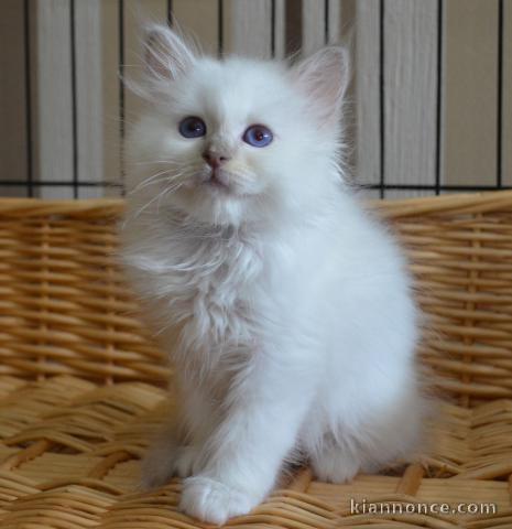 Chatons Sacre de birmanie disponibles