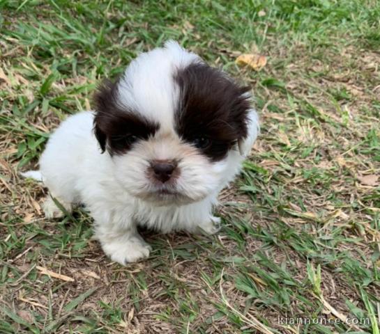 chiot shih-tzu trois mois