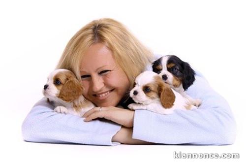 Sublimes Chiots Pure Race Cavaliers King Charles