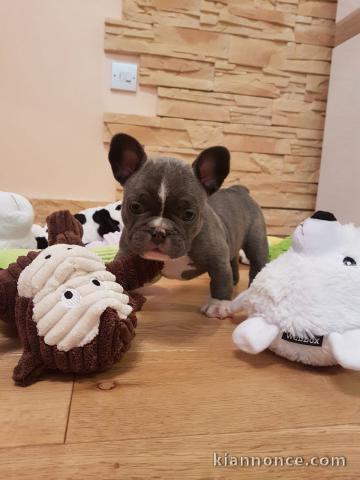 Chiots Bouledogue Français L.O.F a donner c