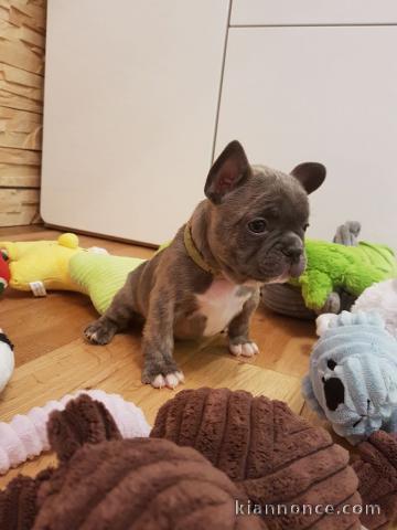 CHIOTS BOULEDOGUE FRANCAIS  A DONNER