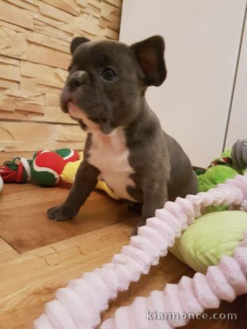 CHIOTS BOULEDOGUE FRANCAIS  A DONNER