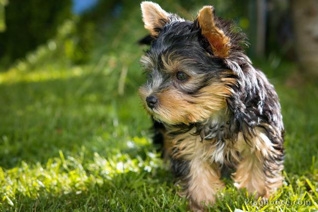 Yorkshire terrier a vendre