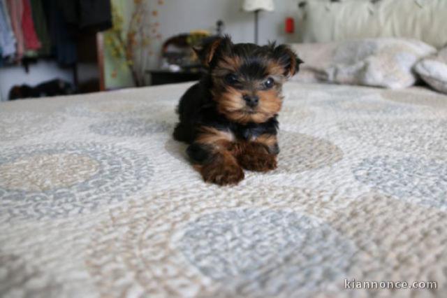 affectueux et doux Yorkie