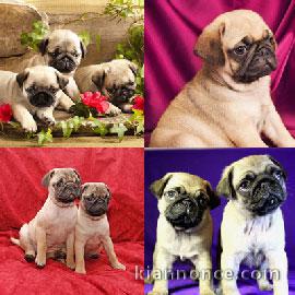 Don de ma petite American Staffordshire Terrier