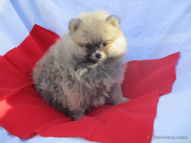 Chiot spitz allemand nain femelle