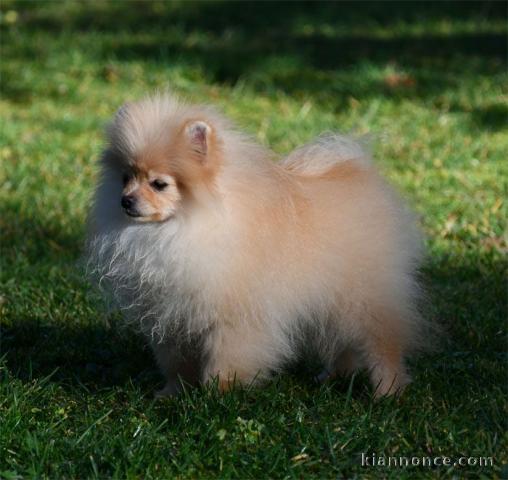 Chiot spitz allemand nain femelle