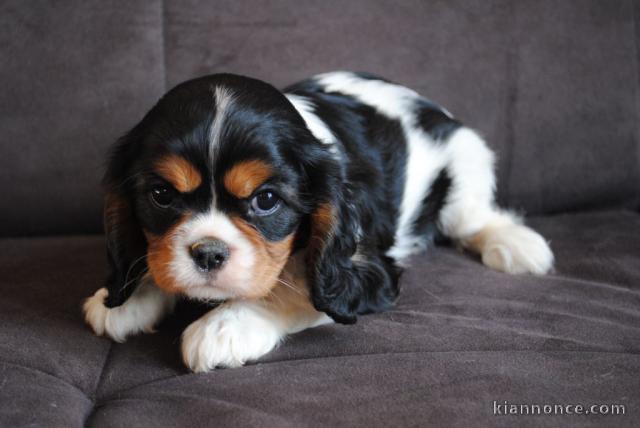 A donner chiot cavalier king charles spaniel femelle