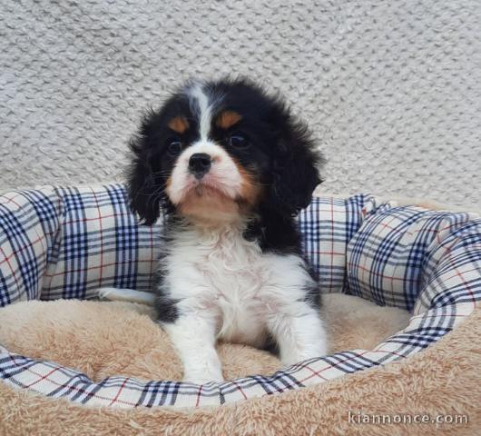A donner chiot cavalier king charles spaniel femelle