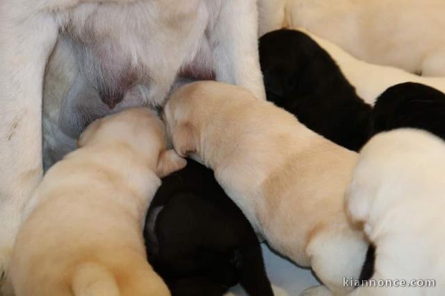 Magnifiques Chiots Labrador Retriever Pure Race et Pedigree
