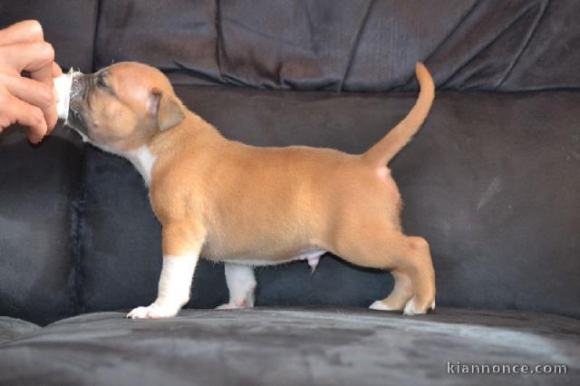 Chiot american staffordshire terrier lof a donner