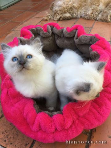 Magnifiques chatons sacre de birmanie 