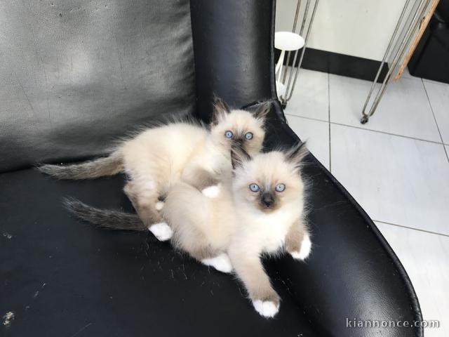 Magnifiques chatons sacré de Birmanie