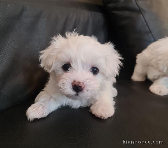  chiots type bichon maltais