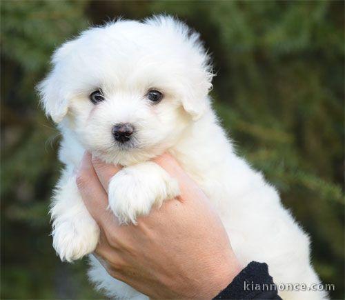 A donner chiot type bichon maltais femelle
