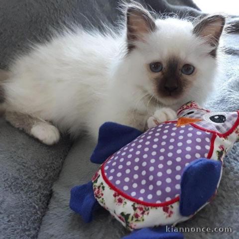 2 adorables chatons sacre de bimranie 