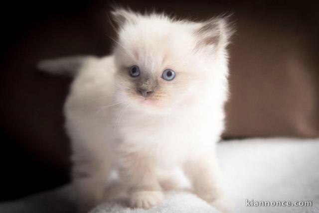   Magnifiques chatons sacre de birmanie