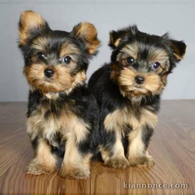 chiots yorkshire male et femelle 