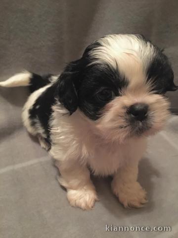  chiots type shih tzu ages de 3 mois