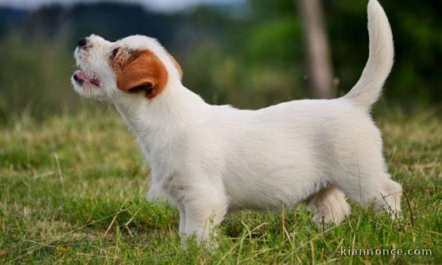 Chiot jack russell lof a donner