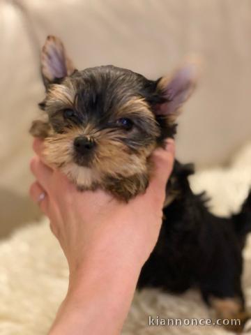  Adorables chiots yorkshire lof