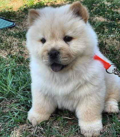je donne deux magnifiques chiots Chow Chow