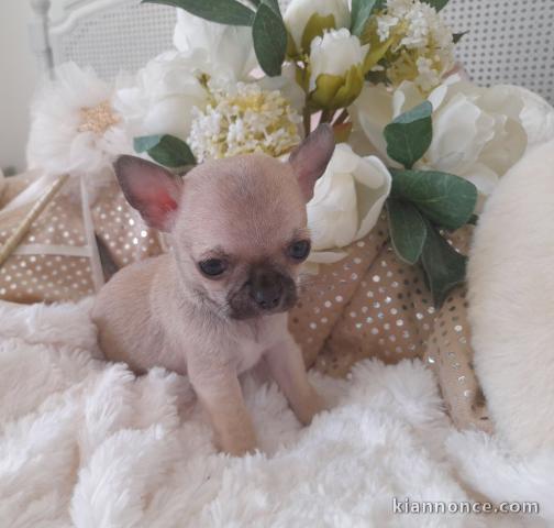 Chiot chihuahua femelle à donner