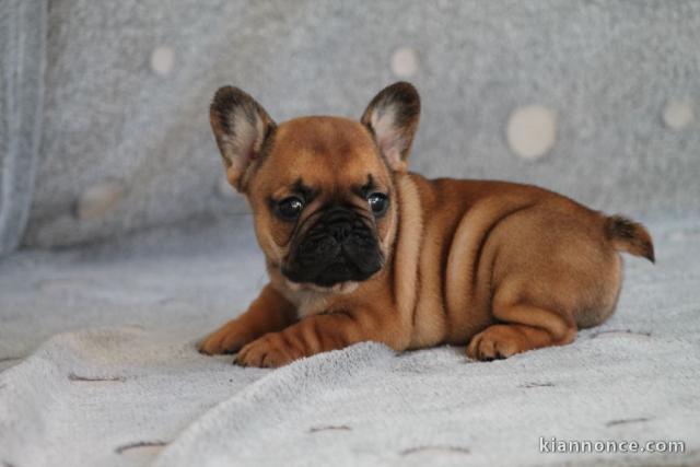 Chiot bouledogue français mâle rouge fauve