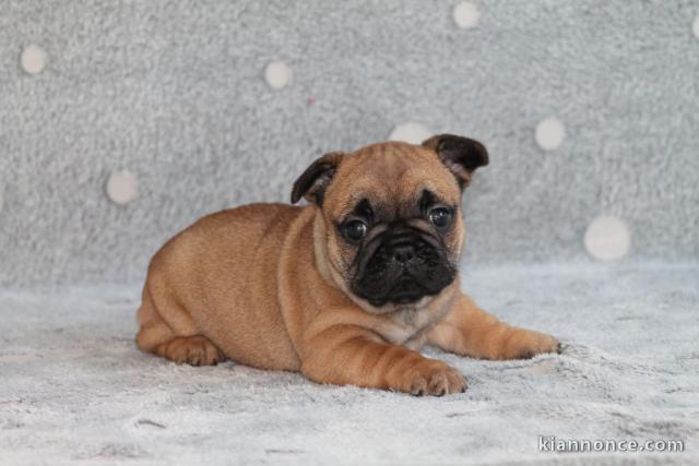 Chiot bouledogue français mâle rouge fauve
