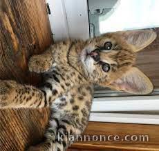 Disponible Savannah et serval  caracal et Ocelot chatons