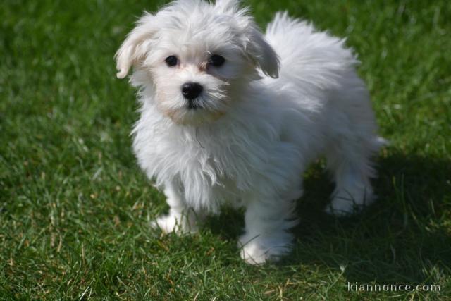 Chiot bichon maltais Mâle très affectueux
