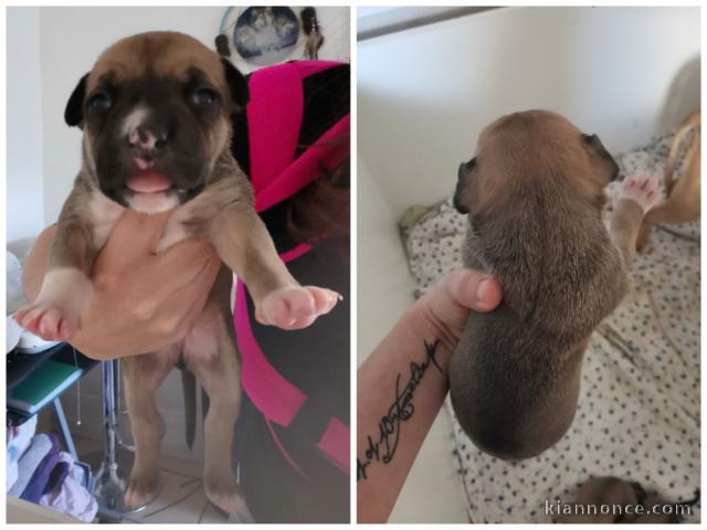  chiot American staffordshire terrier trois mois