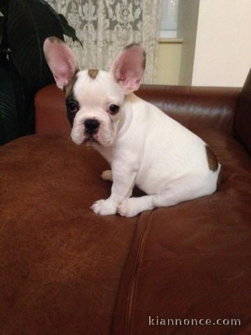 Je cèdes chiot Bouledogue Français mâle à une famille