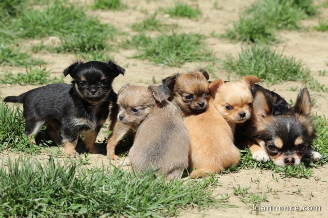Chiot femelle chihuahua poil long lisse