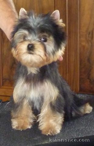 chiot Yorkshire lof a donner