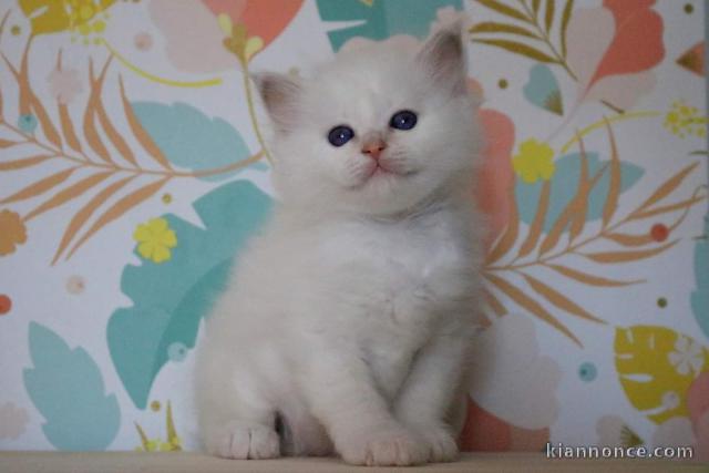 Sacré de Birmanie a donné contre bon soin 