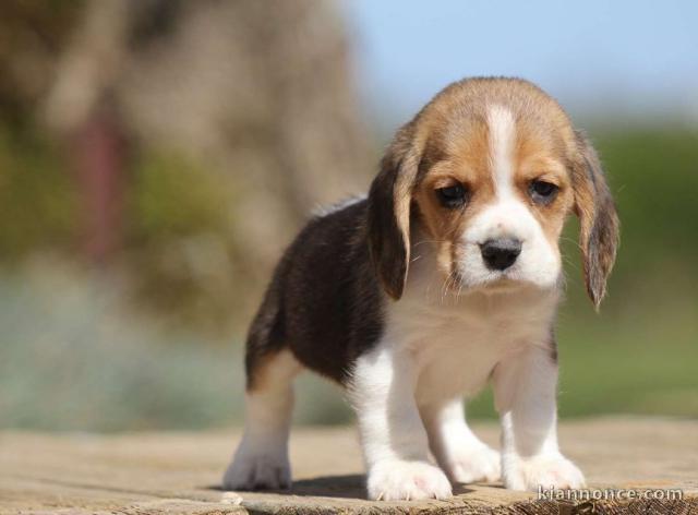 chiot beagle trois mois