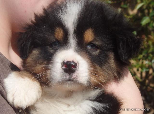 chiot berger australien trois mois