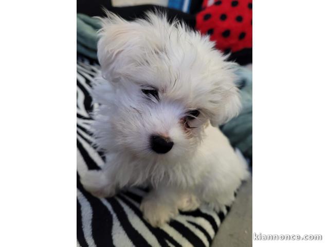 chiot bichon maltais trois mois