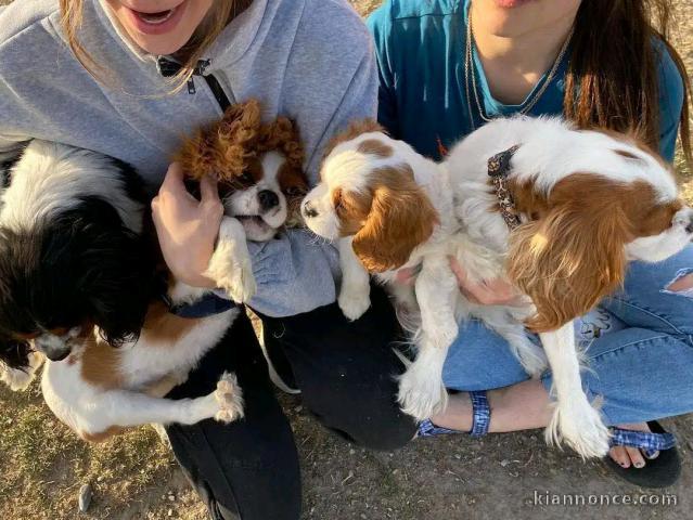 Chien a donné à des familles 