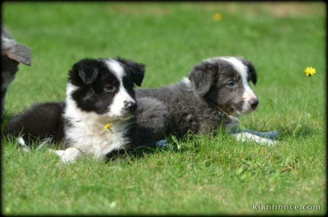 chiot border collie trois mois