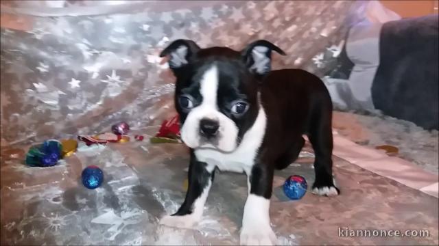 chiot boston terrier trois mois