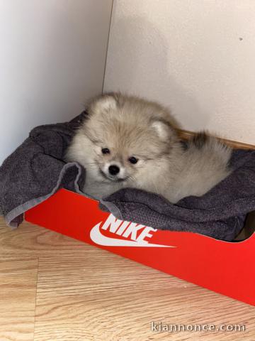 Chiot spitz nain 3 mois