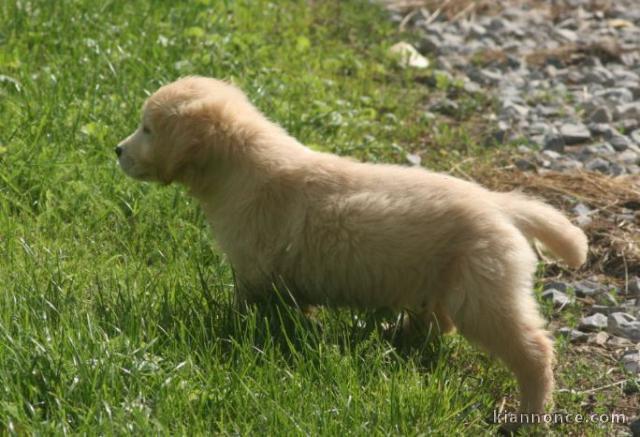 chiots golden retriever lof a donner