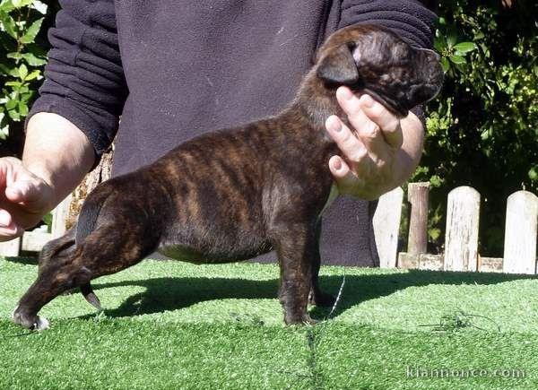 Chiot american staffordshire terrier lof a donner