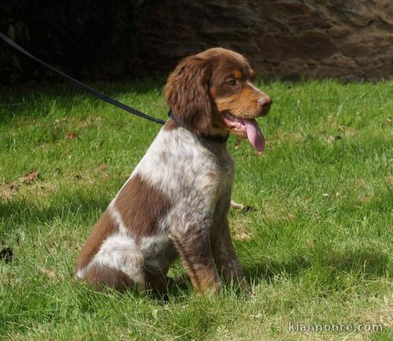 Chiot epagneul breton a donner