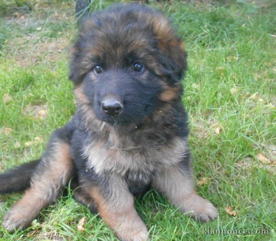chiot Berger allemand LOF a donner