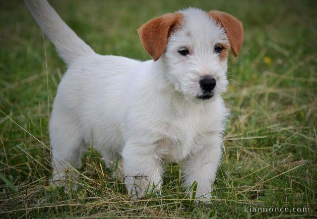 Chiot jack russell lof a donner