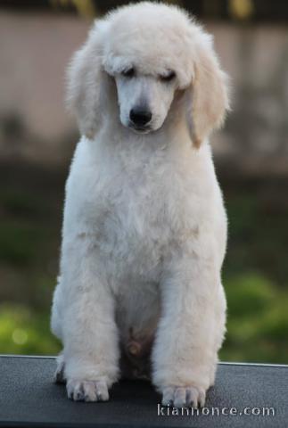 Caniche royal chiots à vendre